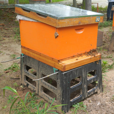 Witbee 10-frame bottom board dimensions: 16-1/4 x 22 x 2-9/16 inches.