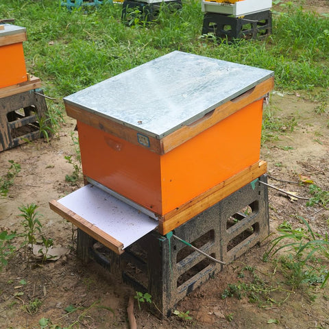 Witbee entrance reducer bottom board provides controlled hive access.