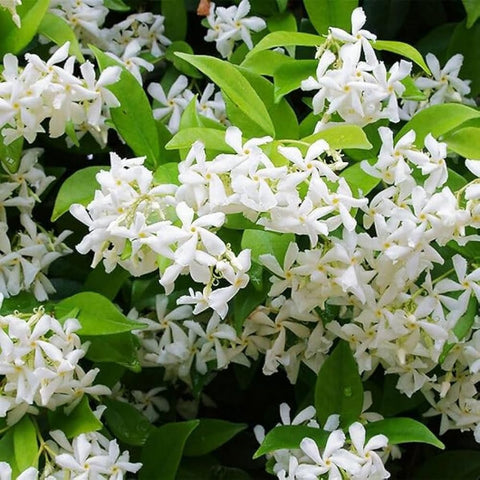 Wivolibe jasmine seeds pack ready for fragrant garden planting