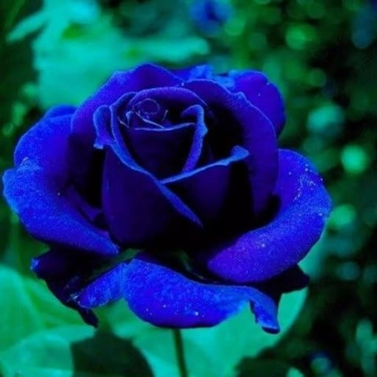 Wivolibe 120+ exotic rose seeds pack on a seed packet close-up for planting