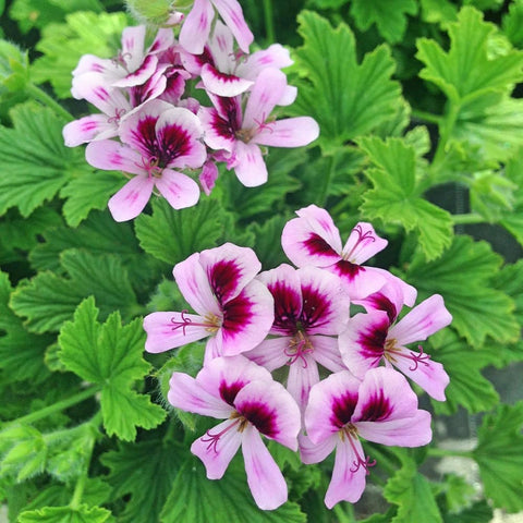 Wivolibe 1800+ citronella seeds pack ready for easy backyard planting.