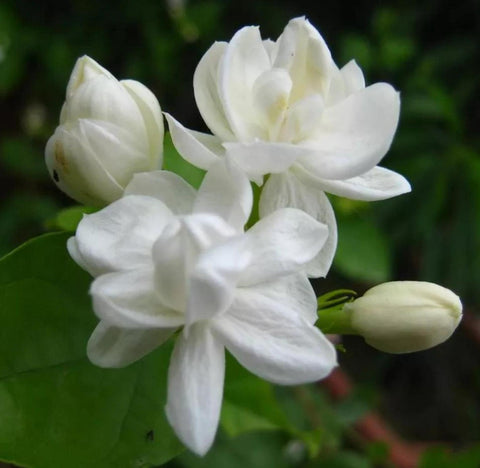 Wivolibe 200+ jasmine seeds for climbing vines in home gardens