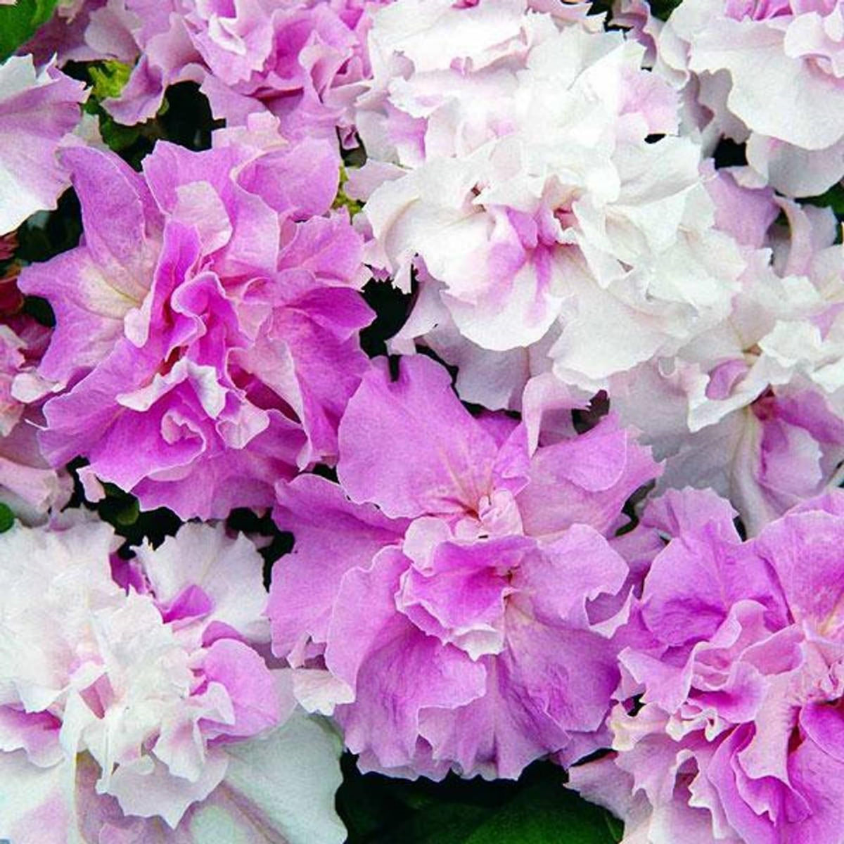 Wivolibe 300+ double petunia seeds ready for easy planting and vibrant blooms.