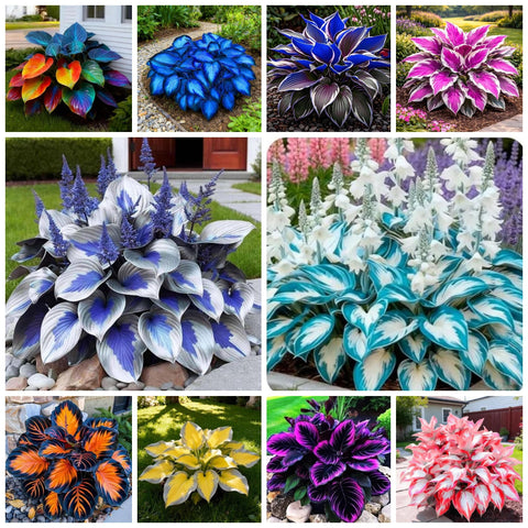 Wivolibe 365+ Hosta seeds for drought-tolerant blue foliage in shade gardens.