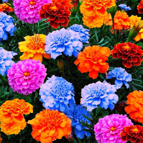 Wivolibe African and French marigold flowers in garden attracting pollinators