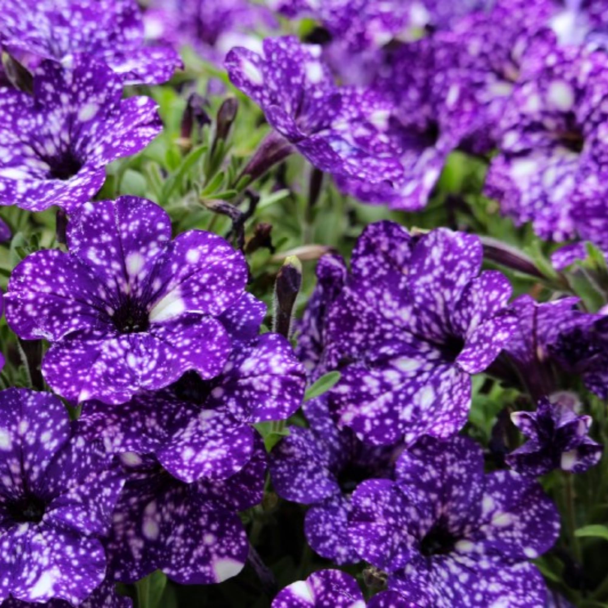 Wivolibe annual petunia seeds for vibrant seasonal displays.