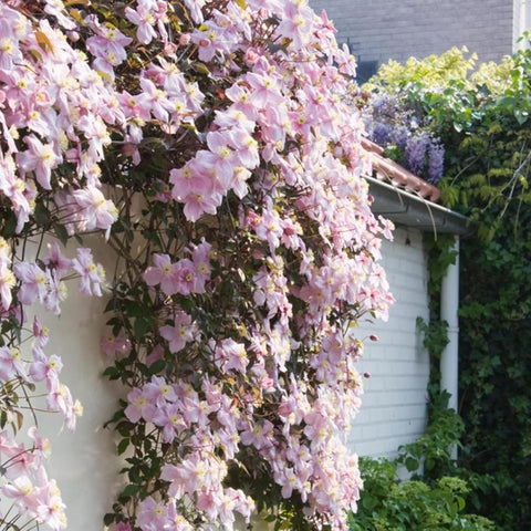 Wivolibe seeds attract butterflies and hummingbirds to your garden borders.