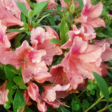 Wivolibe azalea bush in bloom brightens shade gardens with vibrant color.
