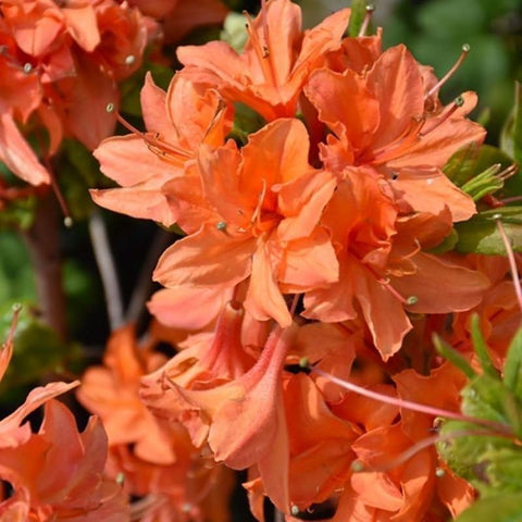 Wivolibe azalea evergreen foliage adds year-round interest to landscapes.