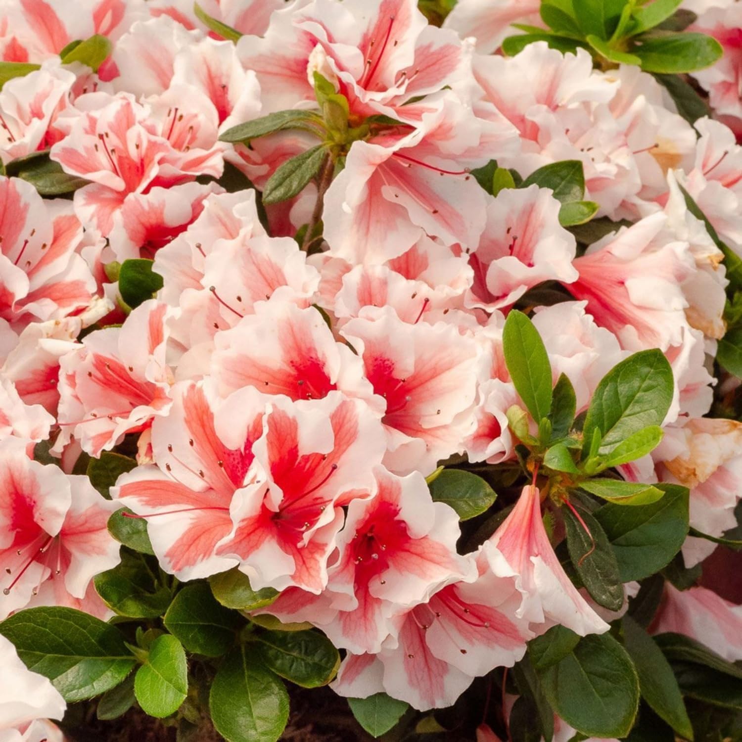 Wivolibe azalea seeds offer low-maintenance flowering with regular watering.