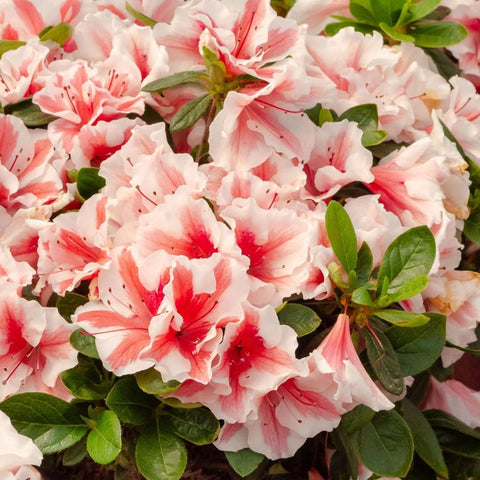 Wivolibe azalea seeds offer low-maintenance flowering with regular watering.