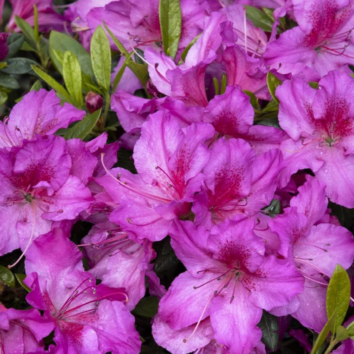 Wivolibe azalea seeds are ideal for shaded woodland garden corners.