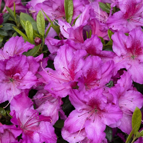 Wivolibe azalea seeds are ideal for shaded woodland garden corners.