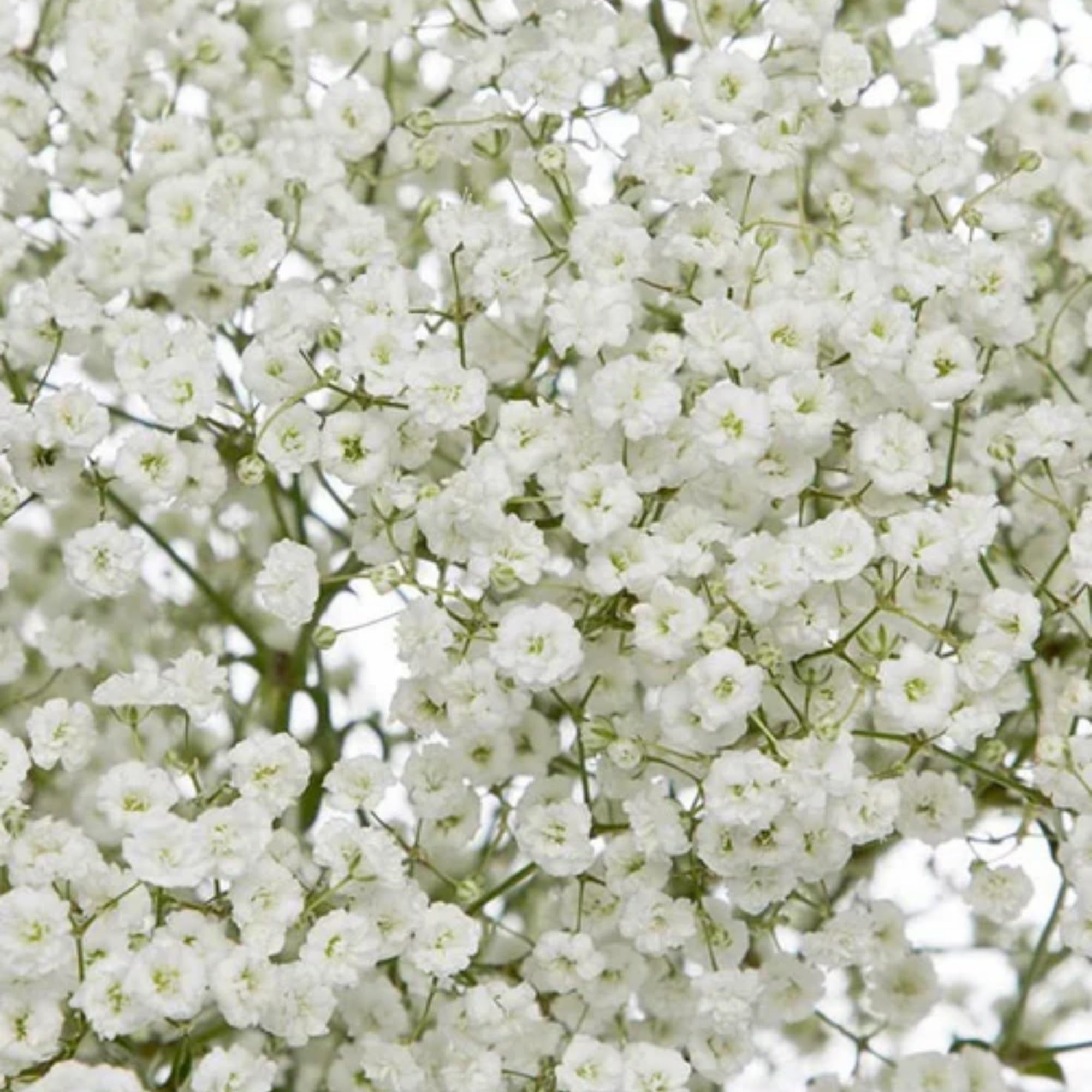 Wivolibe baby’s breath border plantings, brightening garden edges.