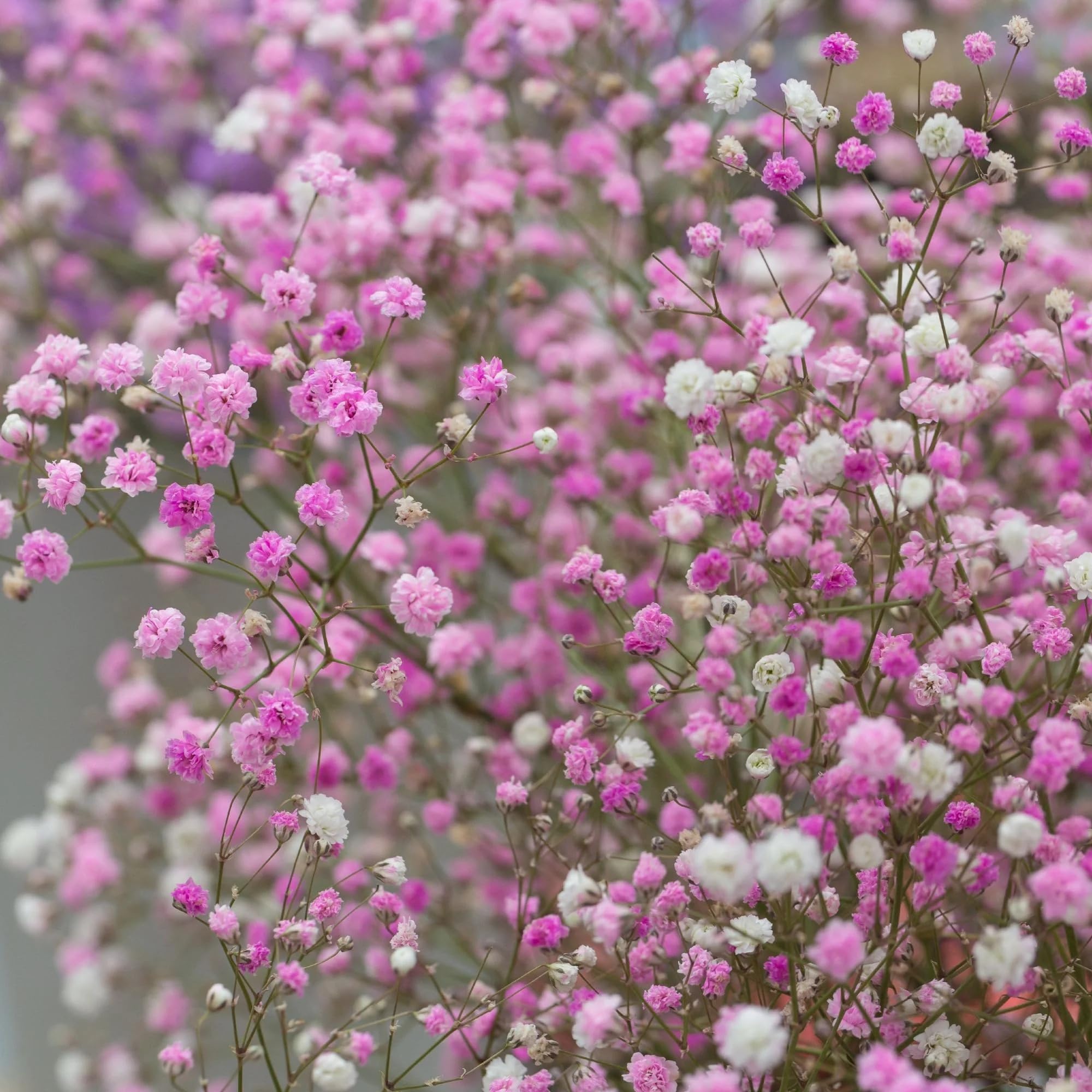 Wivolibe baby’s breath clouds of blooms, perfect for romantic bouquets.