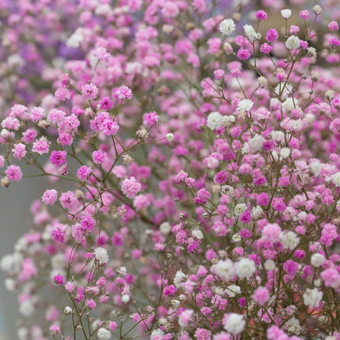 Wivolibe baby’s breath clouds of blooms, perfect for romantic bouquets.