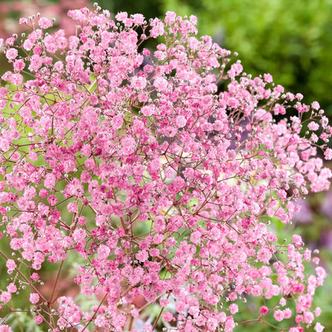 Wivolibe baby’s breath cut flowers for lightweight indoor arrangements.