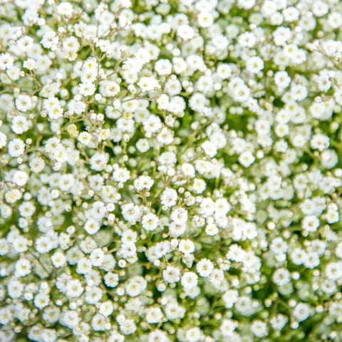 Wivolibe baby’s breath seeds germination closeup, showing tiny star-shaped sprouts.