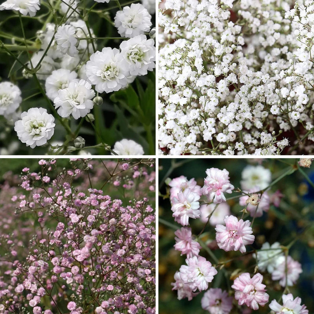 Wivolibe baby’s breath seeds mixed pack, ideal for filling borders with delicate blooms.
