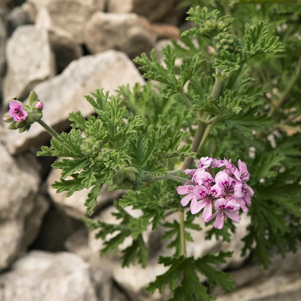 Wivolibe Citrosa seed planting in patio garden for outdoor scent.