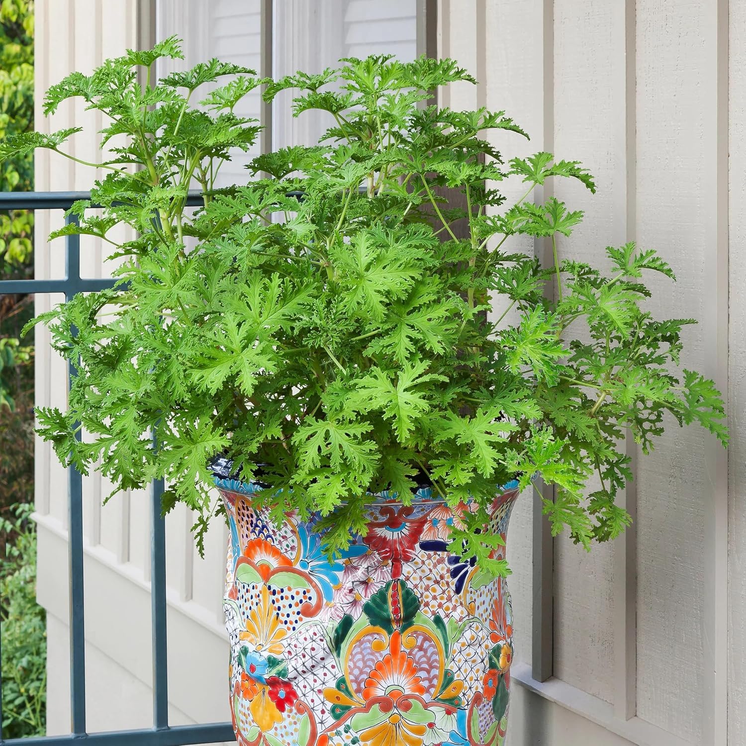 Wivolibe backyard citronella geranium in a patio container for outdoor scent and pest deterrence.