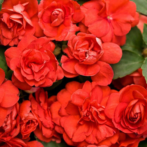 Wivolibe balsamina seeds compact height ideal for edging.