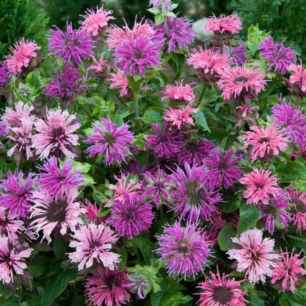 Wivolibe bee balm cut flowers in a vase provide fragrant decor.
