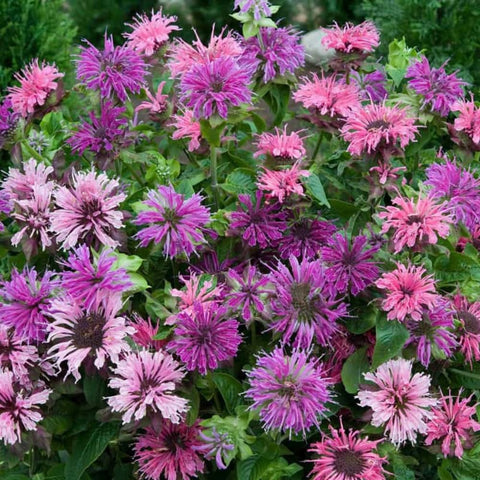 Wivolibe bee balm cut flowers in a vase provide fragrant decor.