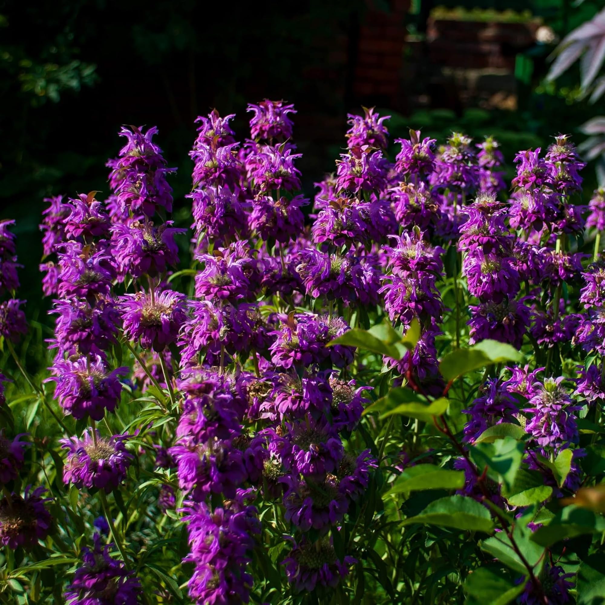 Wivolibe bee balm blooms mid-summer, adding long-lasting color to beds.
