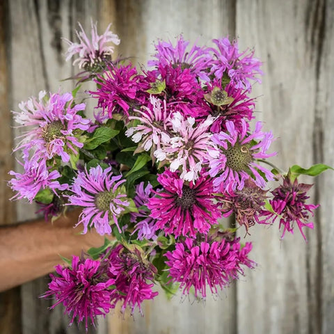 Wivolibe bee balm attracts hummingbirds with nectar-rich blossoms.