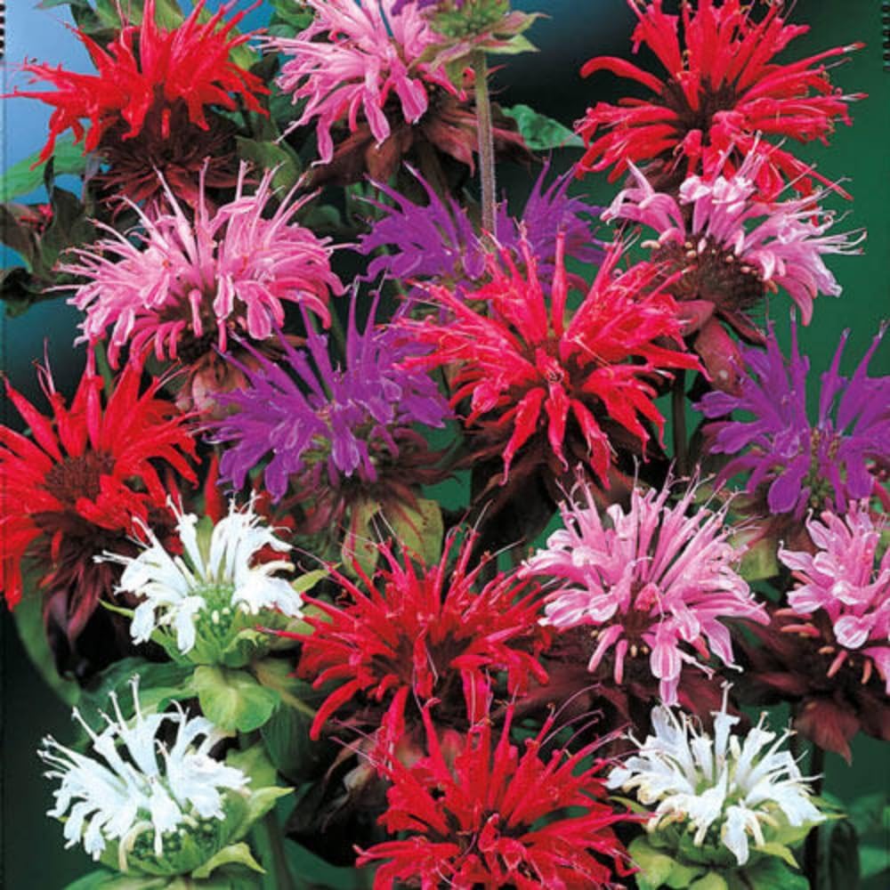 Wivolibe bee balm seeds for perennial planting in sunny borders.