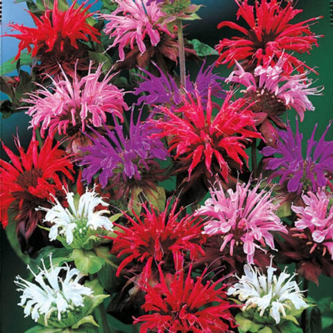 Wivolibe bee balm seeds for perennial planting in sunny borders.