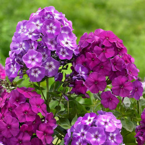 Wivolibe bee-friendly phlox pollinator attracting image in garden
