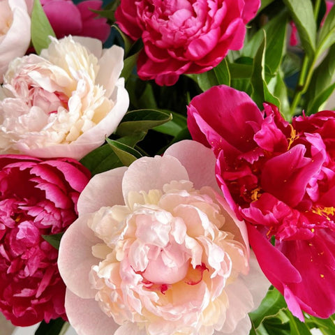 Wivolibe bees attracted to peony blooms, supporting pollination.