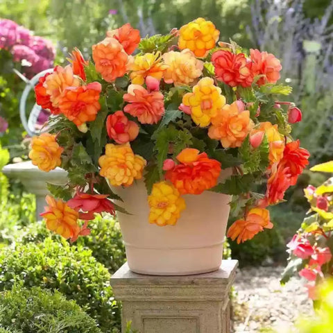 Wivolibe Begonia potted plant: indoor blooms brighten spaces.