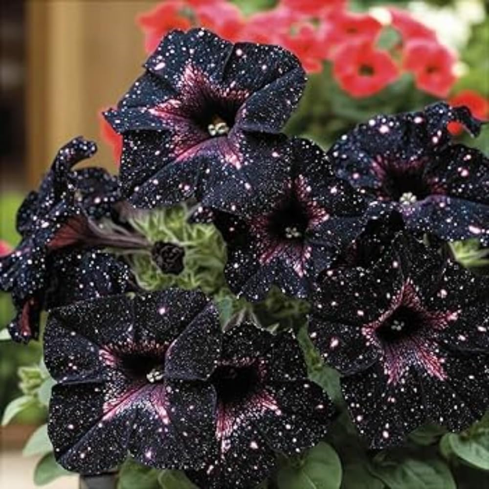 Wivolibe black petunia seeds ideal for bold garden borders.