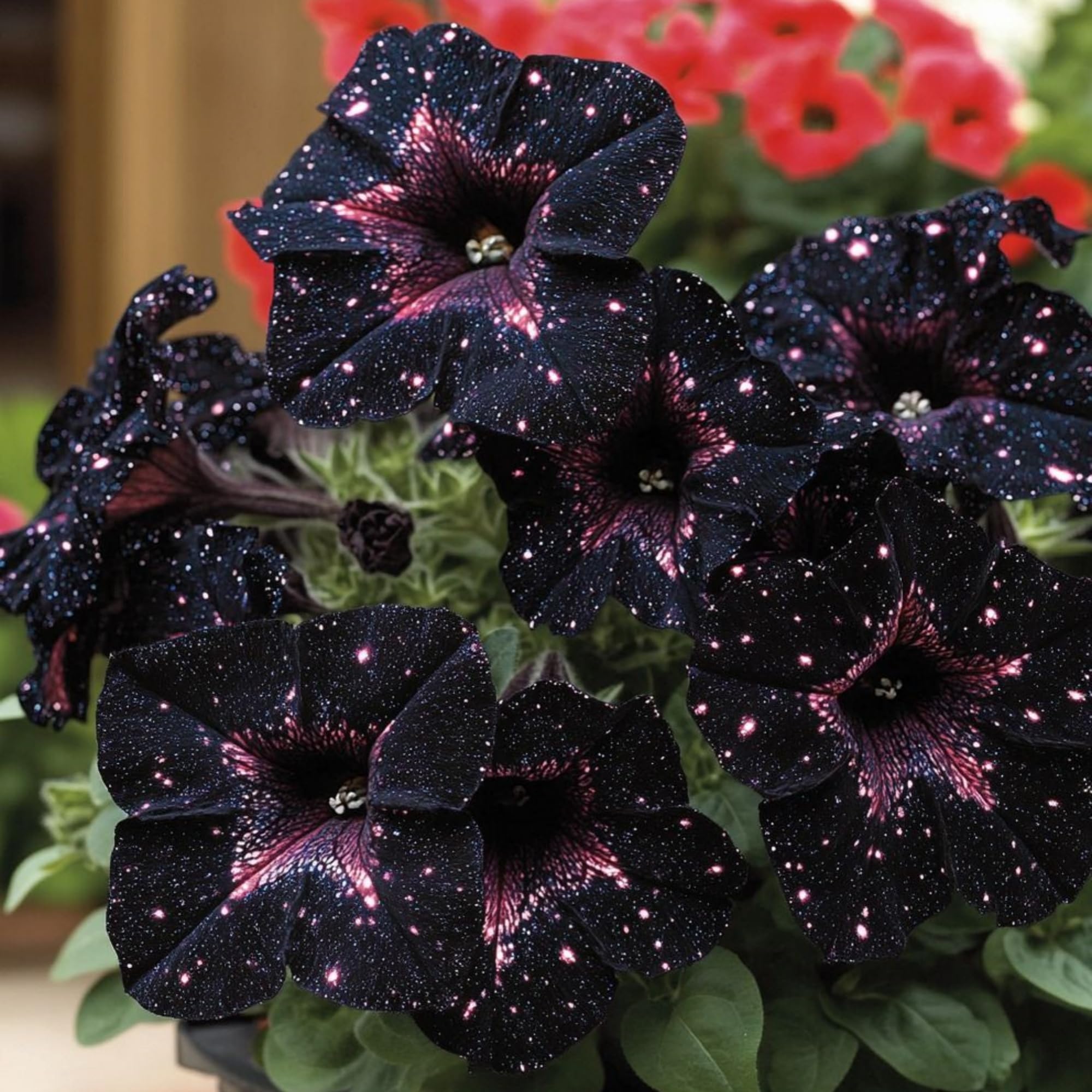 Wivolibe black petunia seeds shown for a hanging basket