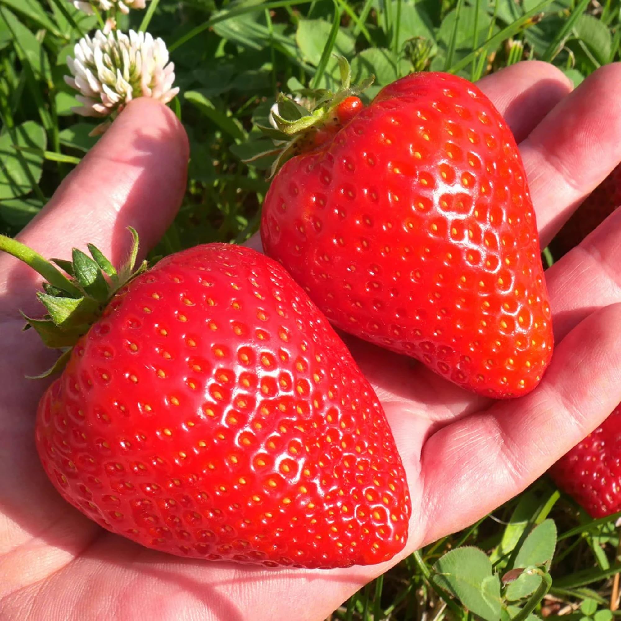 Wivolibe blueberry seeds pack for quick, tasty garden fruit