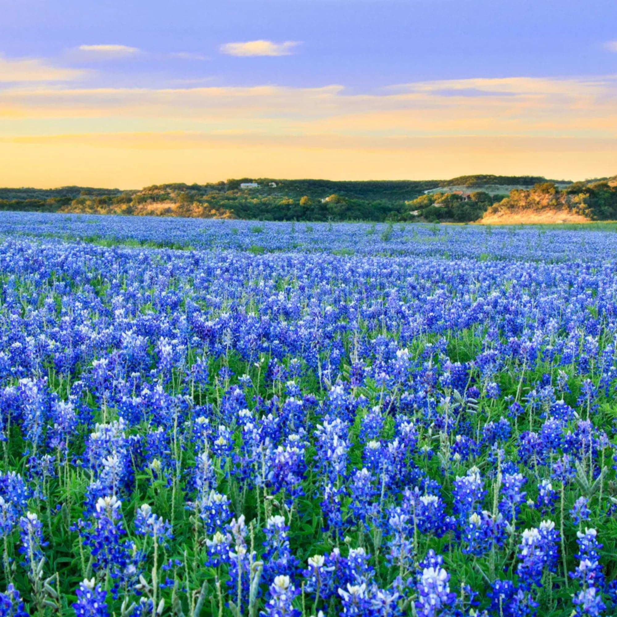 Wivolibe bluebonnet blooms attracting pollinators in a sunlit garden.