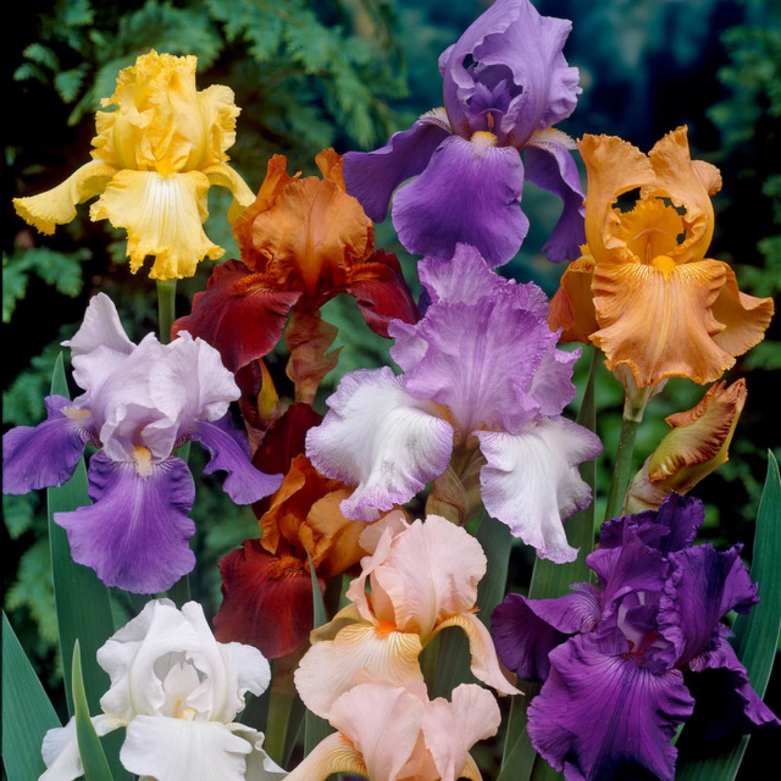 Wivolibe iris seeds for borders adding elegant color and texture.
