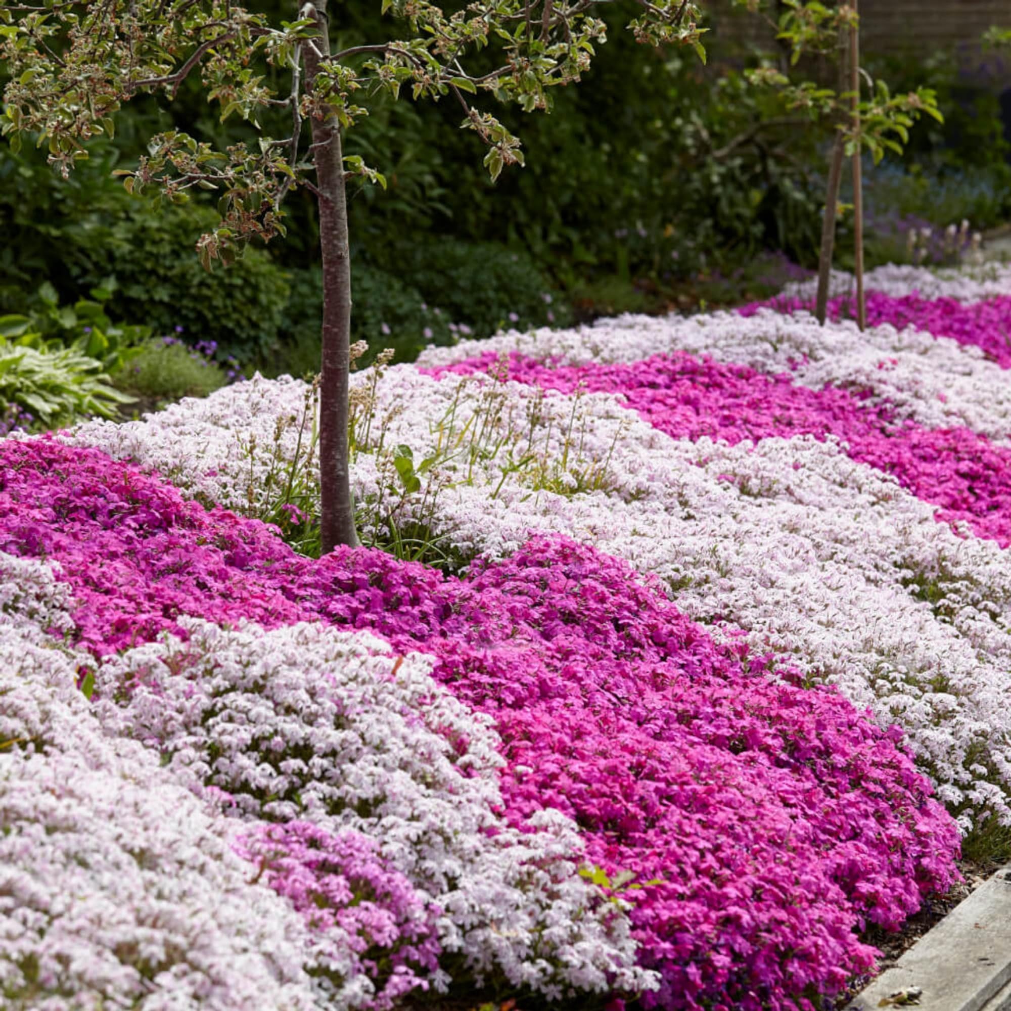 Wivolibe bright phlox blooms seasonal color for beds and pots