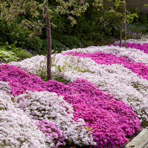 Wivolibe bright phlox blooms seasonal color for beds and pots