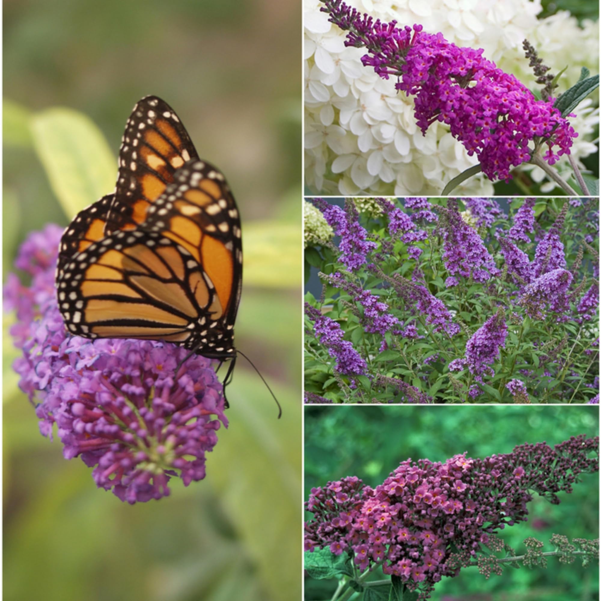 Wivolibe Buddleia davidii seeds ready to plant to attract pollinators.