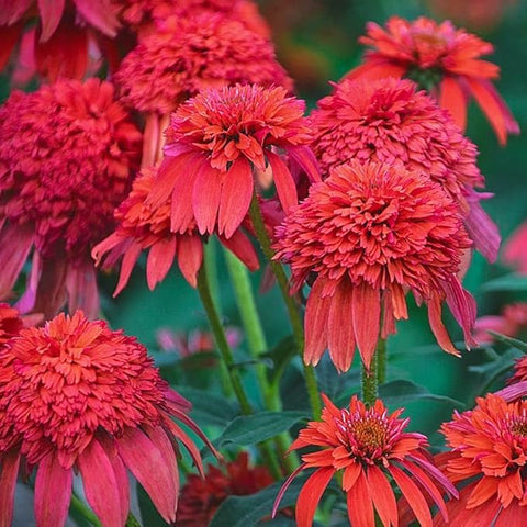 Wivolibe coneflowers attract butterflies in a pollinator-friendly garden.