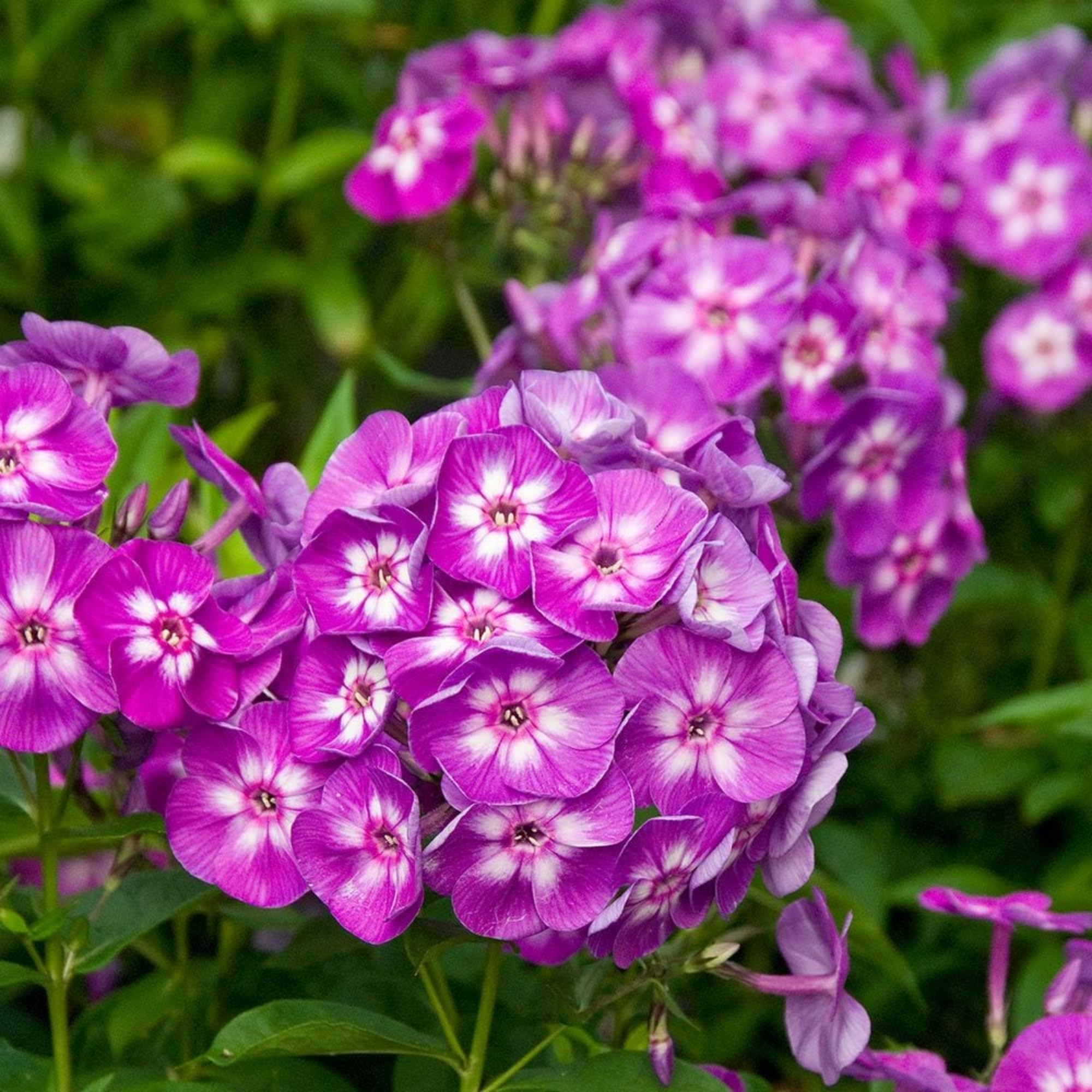 Wivolibe butterfly-attracting phlox creates a lively pollinator-friendly garden in warm seasons.