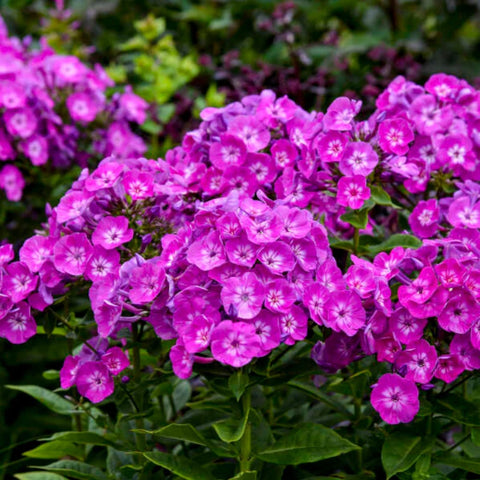 Wivolibe butterfly-friendly phlox bloom demonstrates pollinator-friendly garden appeal.