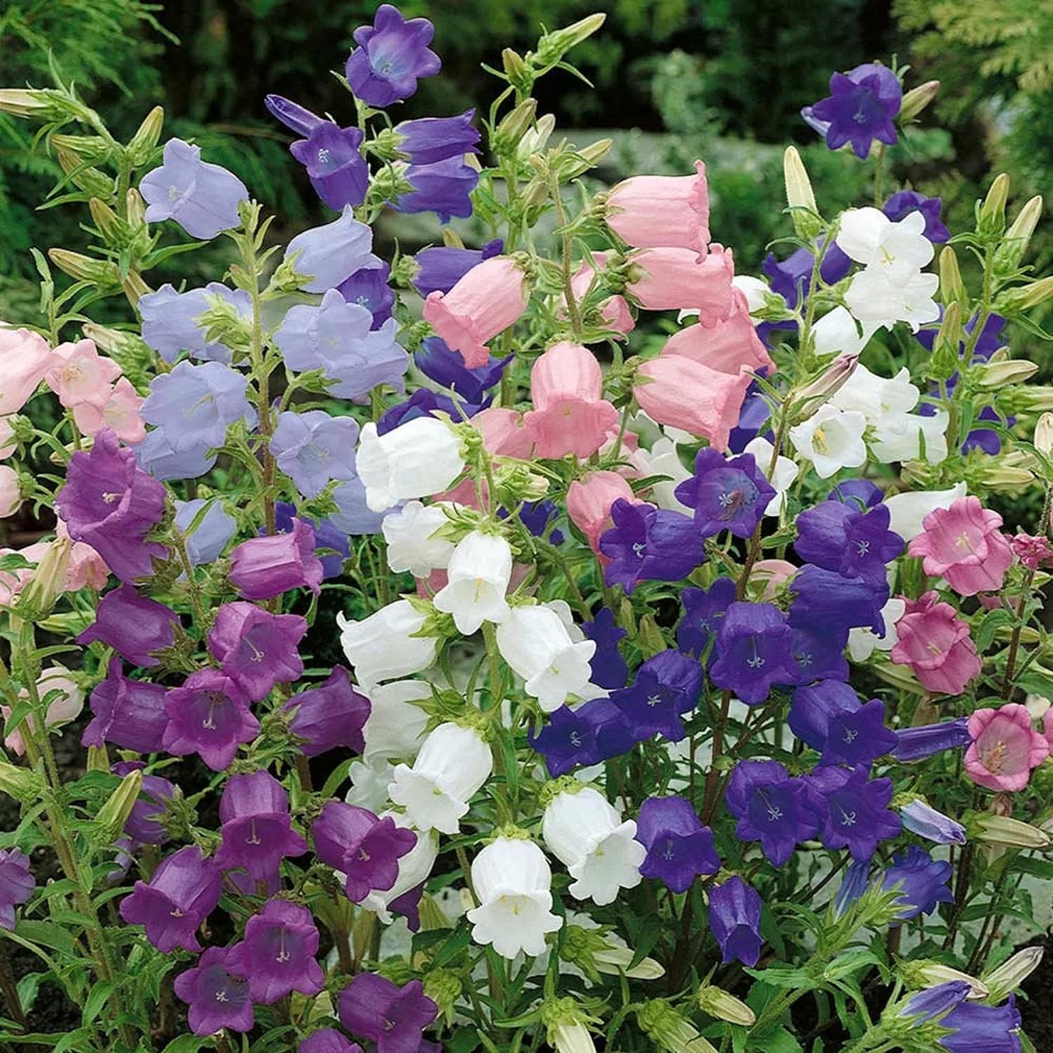 Wivolibe Campanula white bell-shaped blooms in early summer.