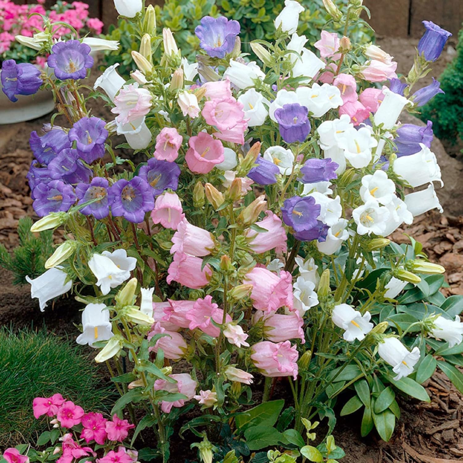 Wivolibe Campanula cut flowers ready for long-lasting vase arrangements.