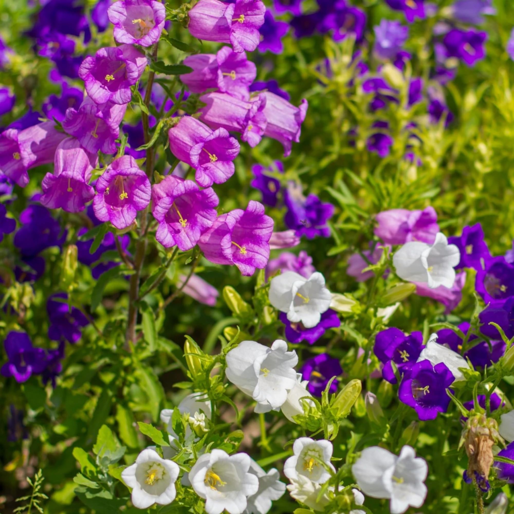 Wivolibe Campanula tall stems image highlighting 32-inch height.