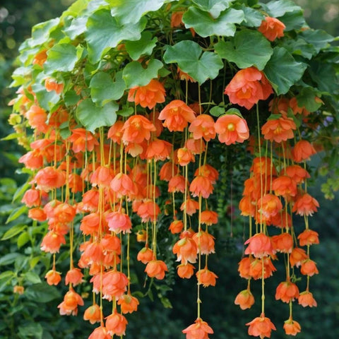 Wivolibe cascading begonia blooms in a decorative hanging basket